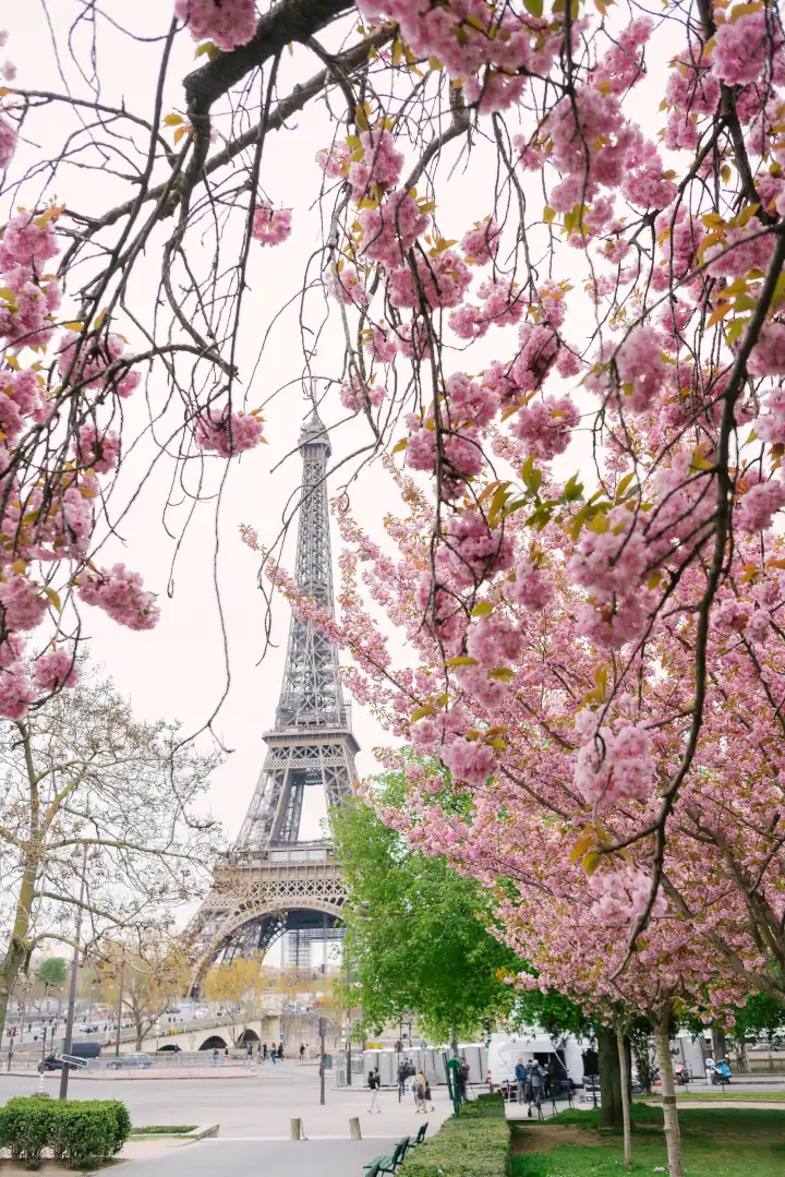 Blossom Spring Weather In France Paris