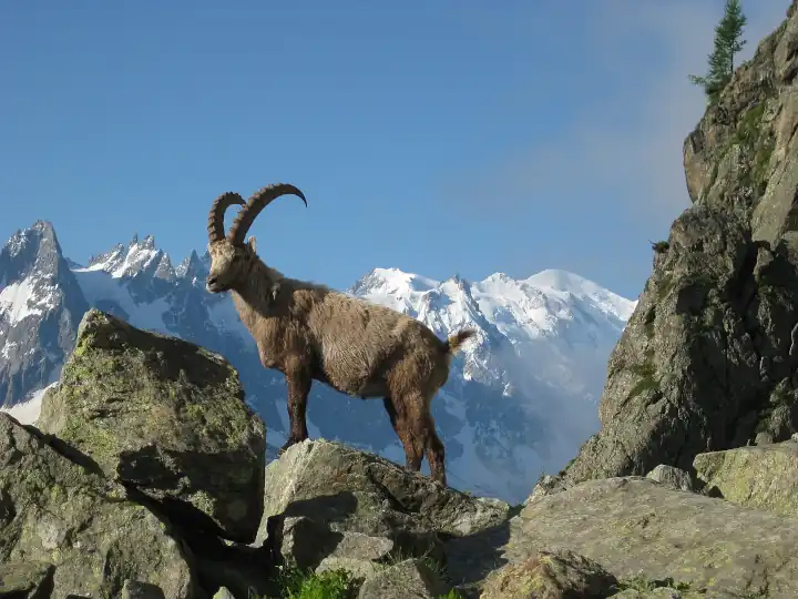 See French Alps Wildlife