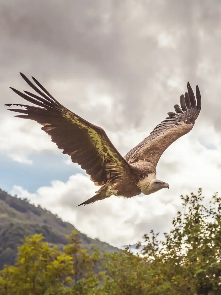 Griffon Vulture Gorges Du Verdon