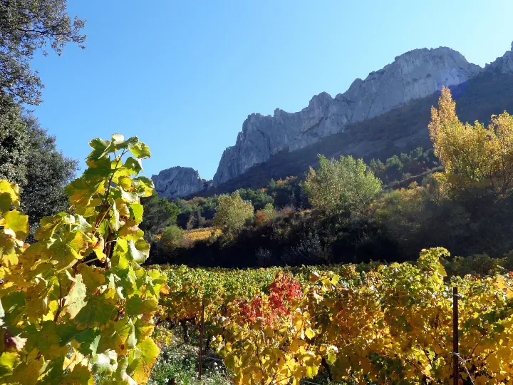 Autumn Vineyard Vaucluse Ultimate Wine Area France